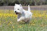 WESTIE 199